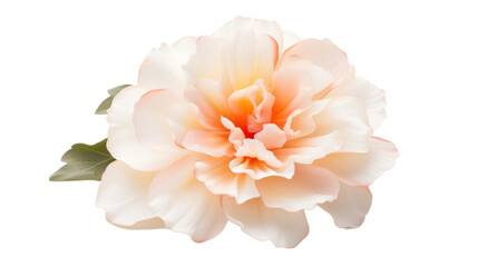 Fototapeta premium Belle Amour flower isolated on a transparent background