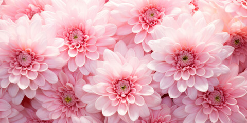 Soft Pink Chrysanthemum Blooms in Full Glory.