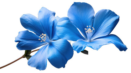 Blue Aimable flower isolated on a transparent background