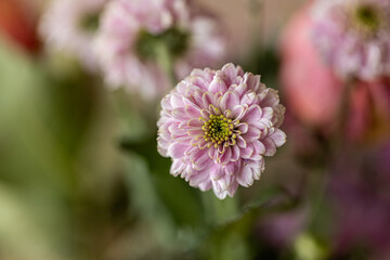 A close up photo of a bunch of dark pink chrysanthemum flowers. Chrysanthemum pattern in flowers park. Cluster of pink purple chrysanthemum flowers.