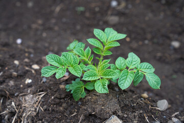 Eco veg growing