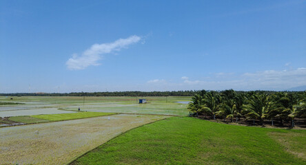 Agricultural lands, Paddy fields in Tenkasi, Tamil Nadu 