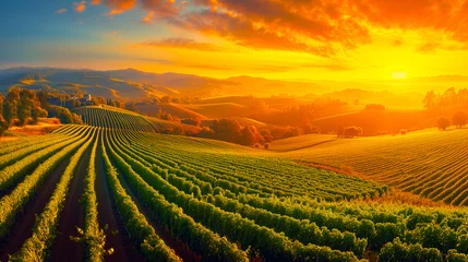 Foto op Canvas golden sunrise shines over a beautiful vineyard with neat rows of grapevines and rolling hills in the distance © weerasak