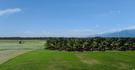 Agricultural lands, Paddy fields in Tenkasi, Tamil Nadu 