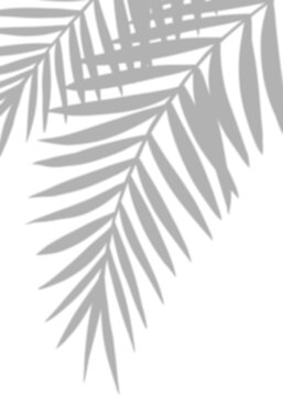 Shadow Palm Leaves silhouette on white wall background, Tropical Coconut Leaf Overlay, Element object for Spring Summer, Mock up Product Presentation