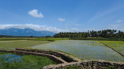 Agricultural lands, Paddy fields in Tenkasi, Tamil Nadu 
