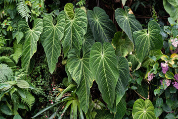 Anthurium Marmoratum, Anthurium Queremalense, Anthurium Metallicum growing bushy in the rain...