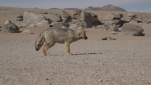 culpeo, Lycalopex culpaeus, also Andean fox, is jackal native to high altitudes of the Altiplano in the andes mountains of Bolivia, strolling around the arbol de piedrs, a popular tourist destination.