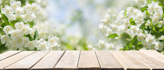 Empty wooden table and jasmine flowers blooming on a bush in a garden - obrazy, fototapety, plakaty