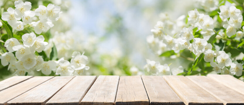 Fototapeta Empty wooden table and jasmine flowers blooming on a bush in a garden