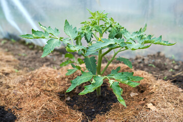 Eco veg growing