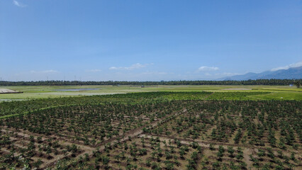 Fototapeta na wymiar Agricultural lands, Paddy fields in Tenkasi, Tamil Nadu 