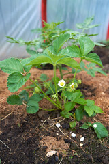 Eco veg growing