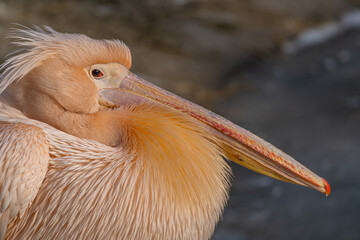 A pink colored Great white pelican