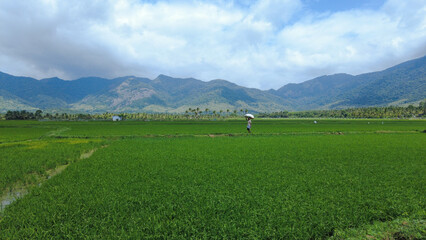 Agricultural lands, Paddy fields in Tenkasi, Tamil Nadu 