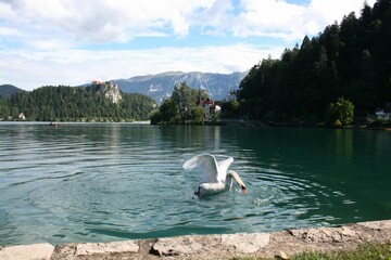 swan flying up, Lake bled, Slovenia