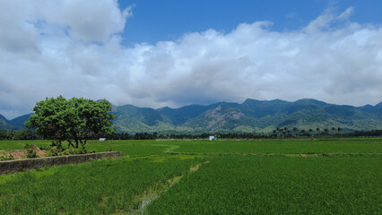 Agricultural lands, Paddy fields in Tenkasi, Tamil Nadu 