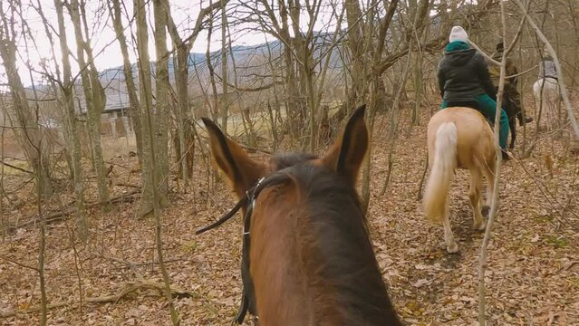A group of people on horseback walking along a trail in a forest, between trees. Horseback riding through an autumn forest. View from the first person. POV