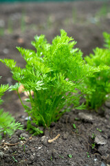 Eco veg growing