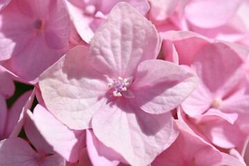 beautiful soft pink hydrangea blossom background at sunny day.  extreme macro