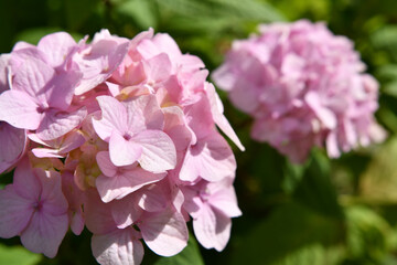 soft pink hydrangea blossom in garden at sunny day. close up