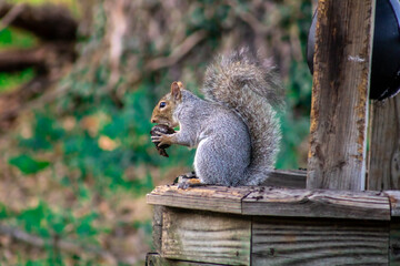 a grey squirrel eating a walnut