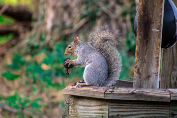 Naklejka na ściany i meble a grey squirrel eating a walnut
