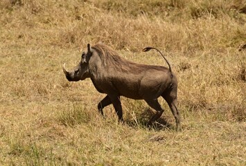 Fototapeta premium Warthog
