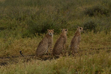 3 cheetahs waiting patiently