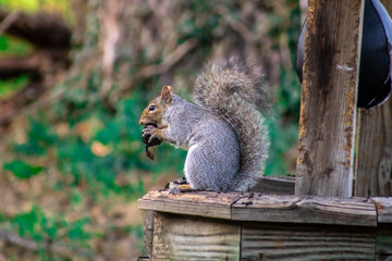 a grey squirrel eating a walnut
