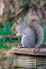 Naklejka na ściany i meble a grey squirrel eating a walnut