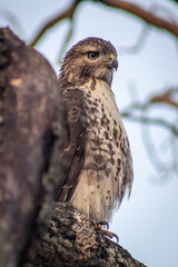 bird on the hunt for prey
