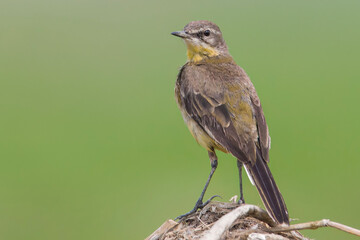 yellow wagtail