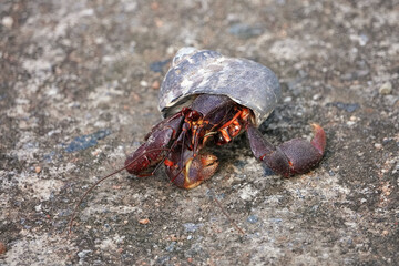 caribbean hermit crab on stone ground 