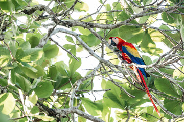 Scarlet macaw animal bird