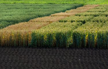 sectors of various types of cereal varieties