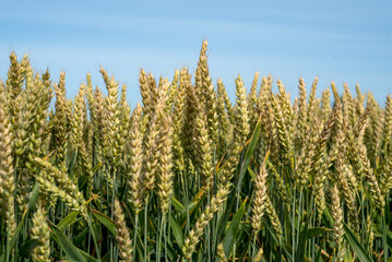 Wheat ears close up in the sun. Unripe wheat in a field under warm sunlight.