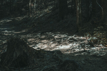 forest trail in the Carpathians