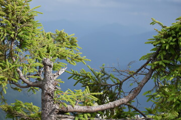 Fototapeta premium mountains, fog, forests, valleys. Carpathians. Mountains covered with forests and various conifers. At the top of the mountain boulders.
