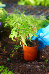 Eco veg growing