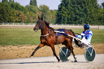 Competitions for trotting horse racing - obrazy, fototapety, plakaty