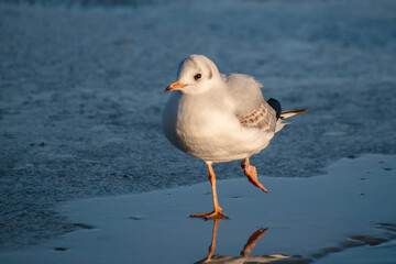 seagull on the lake. seagull on the ice of a frozen city lake. the lake is covered with ice in winter