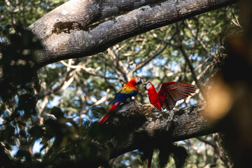 Two scarlet macaw birds sitting in a tree flapping their wings and arguing 