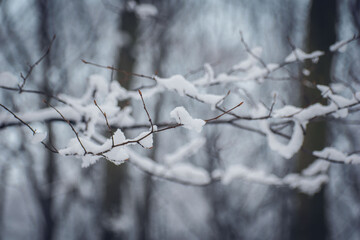 tree branch. tree branch sprinkled with snow.