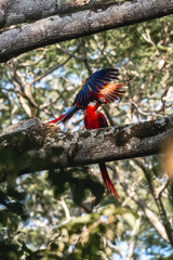 Two scarlet macaw birds sitting in a tree flapping their wings and arguing 