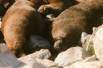 Lobos marinos descansando bajo el sol