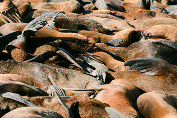 Lobos marinos descansando bajo el sol