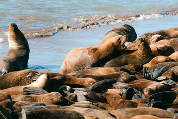 Lobos marinos descansando y jugando bajo el sol en el mar
