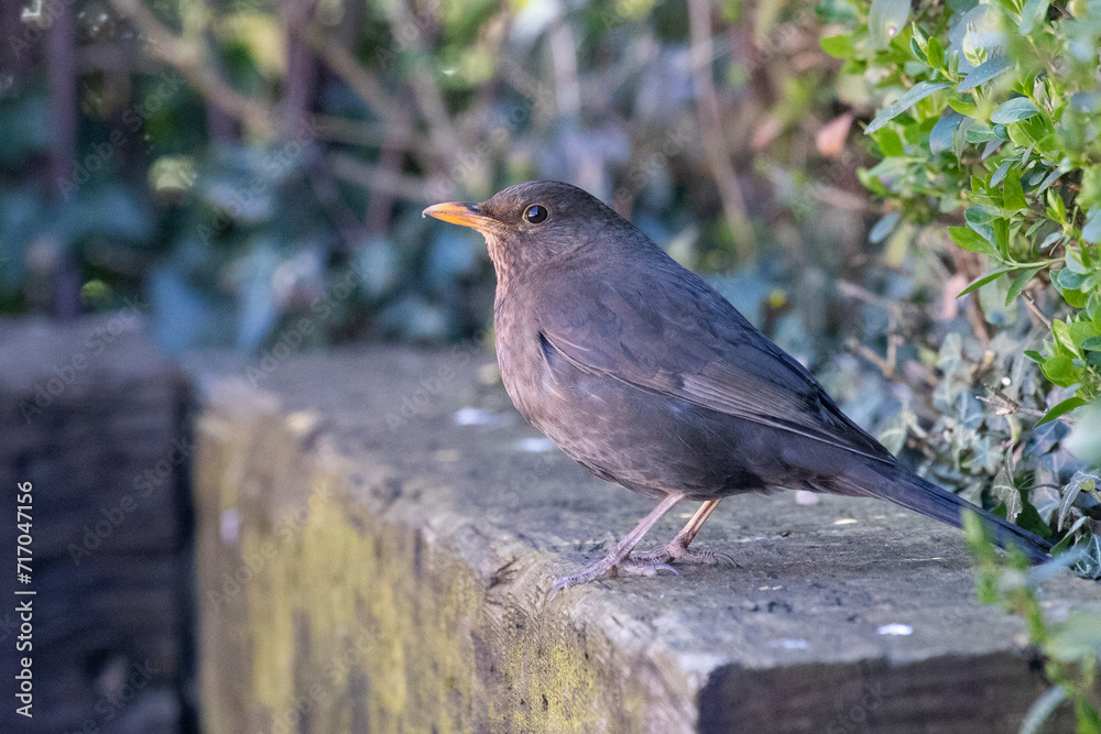 Wall mural female blackbird 