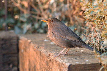 female blackbird 